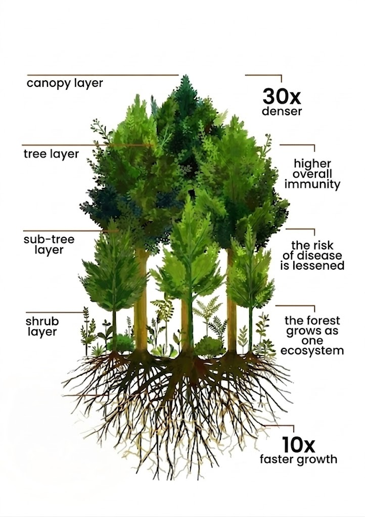 Layered forest diagram